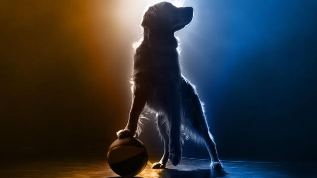 Air Bud keert terug: Gouden Retriever weer op het veld en je zult niet geloven wat er gebeurt!