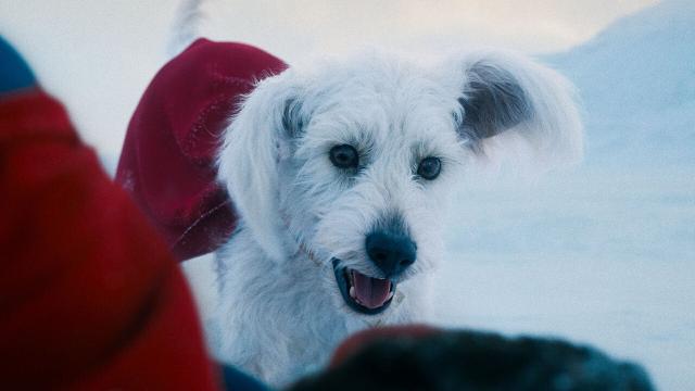 Krypto Zorgt Voor Zoekexplosie Adopt a Dog Near Me, James Gunn in De Wolken!