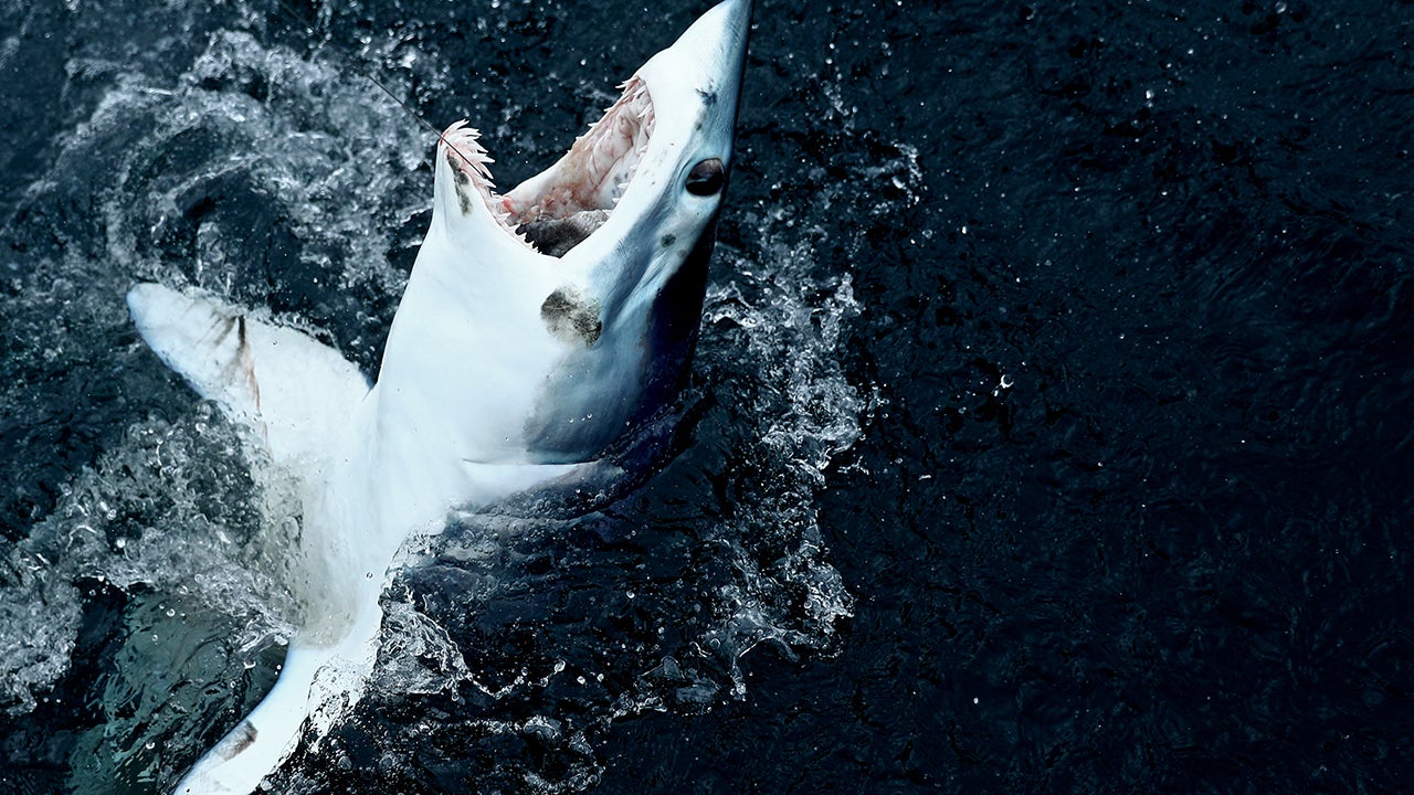 Nieuwe studie suggereert dat reusachtige Megalodons slanker waren