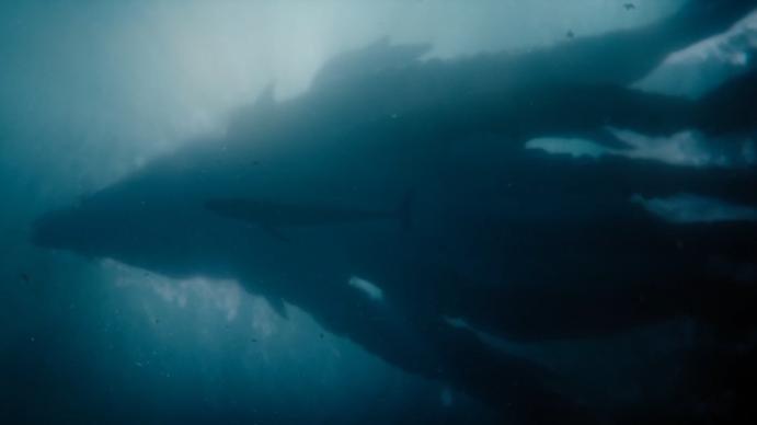 Titan X maakt een epische intrede in de Monsterverse met Monarch Legacy of Monsters seizoen 2!