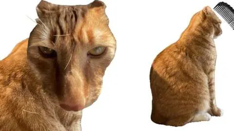 Brush Jjaemu: De donkere ziel van kattenverzorgingsgames