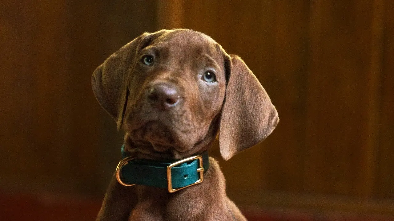 Scooby-Doo: Origins: wat het nieuws betekent voor spelers en studio