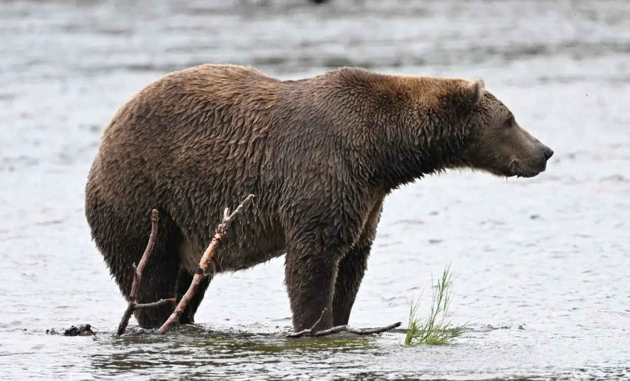 Fat Bear Week 2026: Katmai Conservancy opent stemronde voor bruine beren
